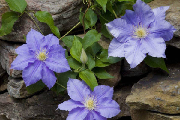 Clematis