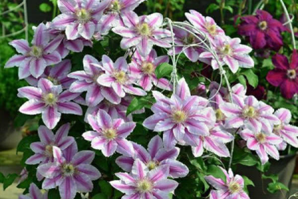 Clematis Clematis