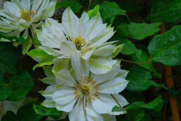 Clematis Clematis