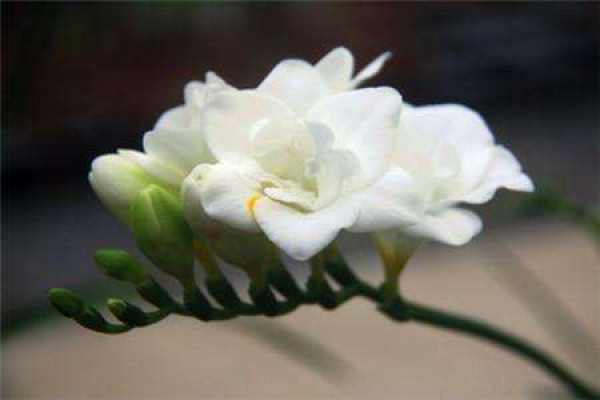 Freesia