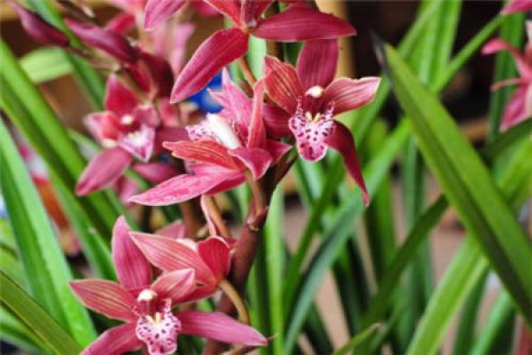 Cymbidium