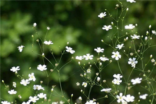 Gypsophila paniculata