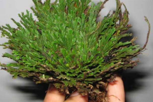 Selaginella
