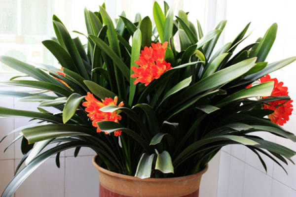 Clivia miniata