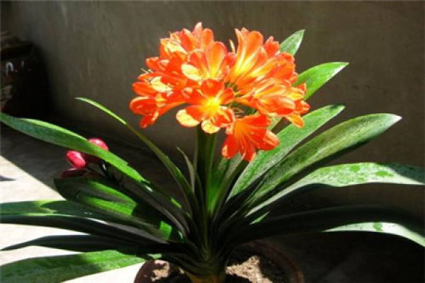 Clivia miniata