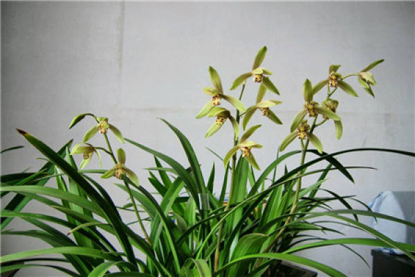 Orchid