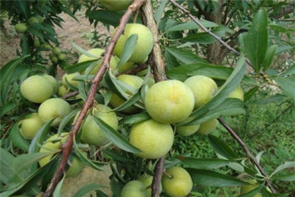 plum tree
