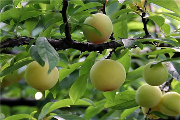 Plum Tree