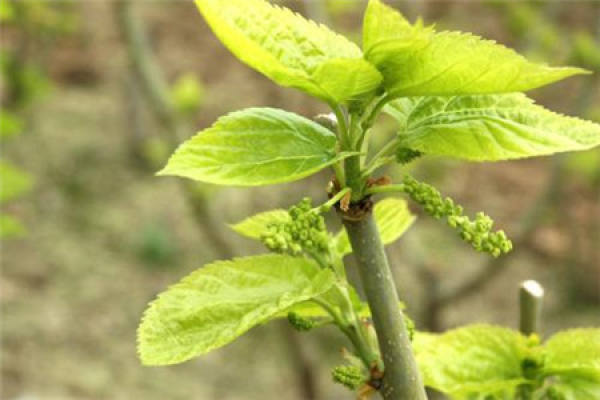 mulberry