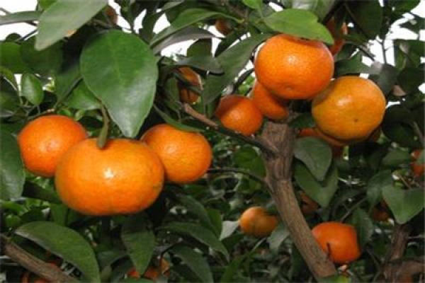 Shatangju