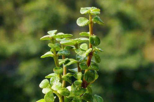 Portulacaria afra