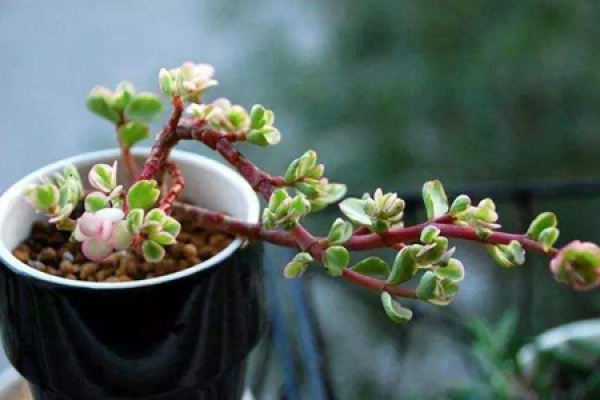 Portulacaria afra