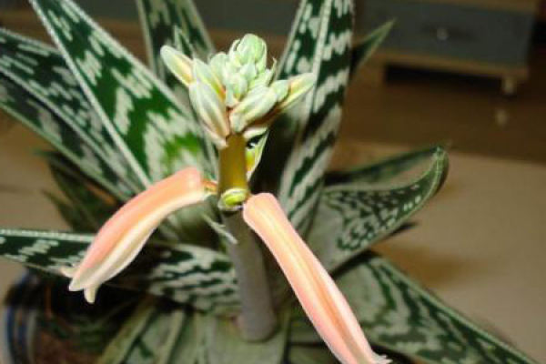 aloe