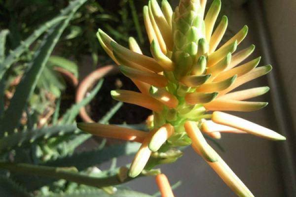 aloe