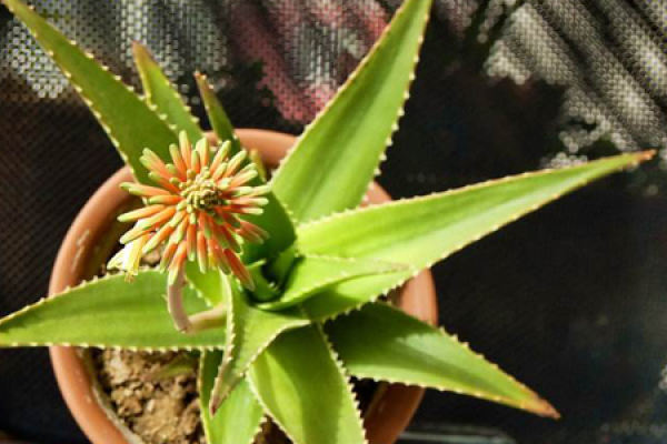 Aloe