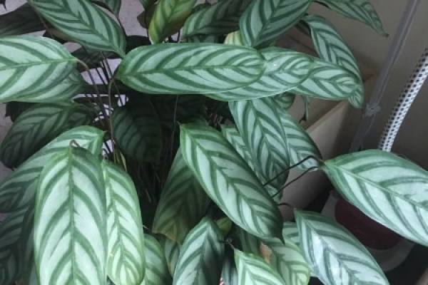 New feather arrowroot