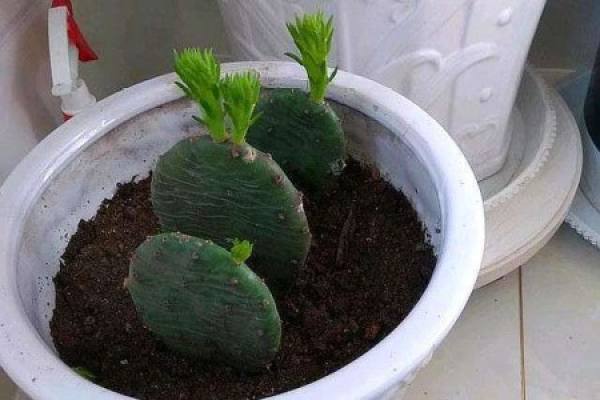 Cactus