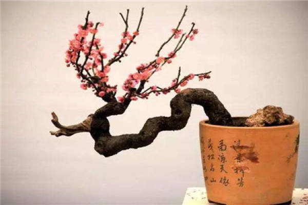 Plum blossom