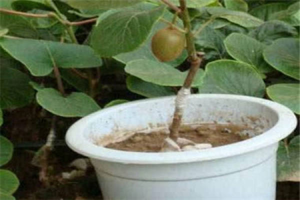 kiwifruit