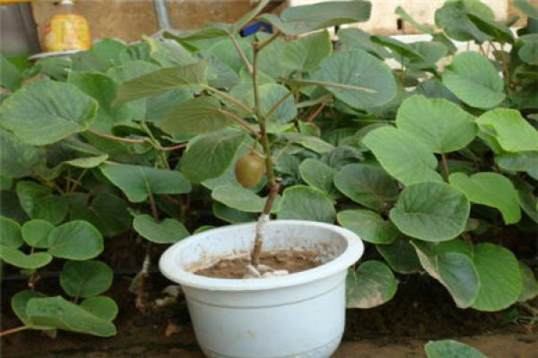 Kiwifruit