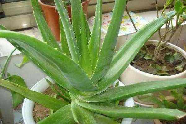 Aloe
