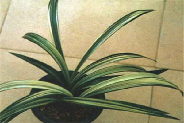 Cymbidium