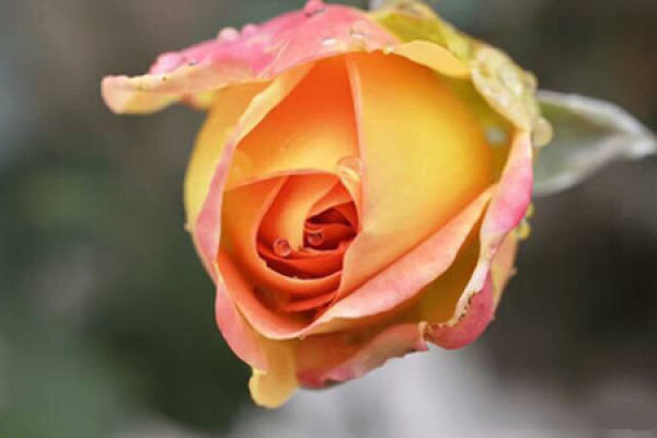 rose