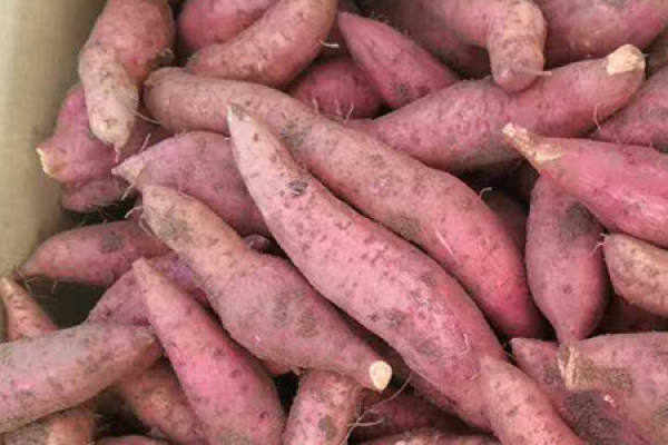 Sweet potato