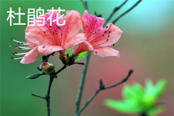 azalea