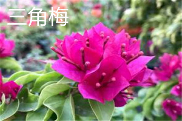 Bougainvillea