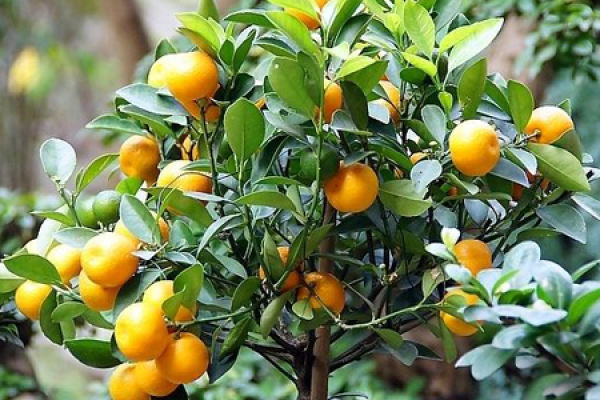 kumquat