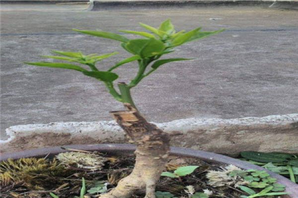 Cumquat