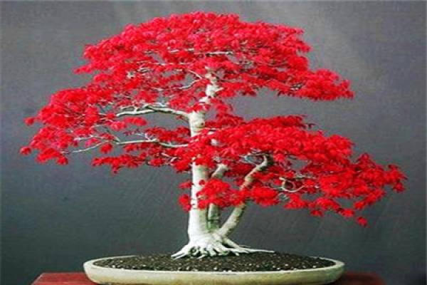 red maple