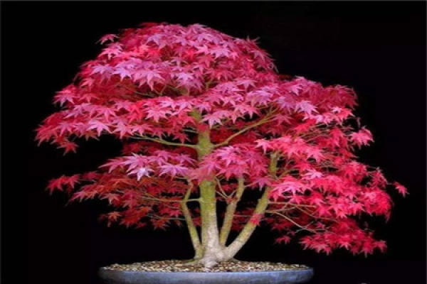 red maple