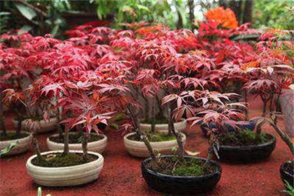 Red Maple