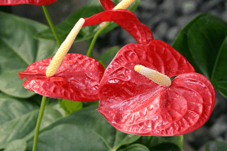 Anthurium