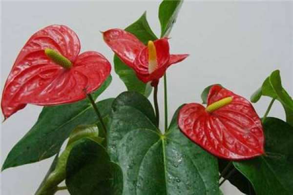 Anthurium