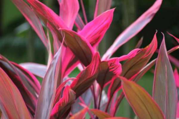 red leaf and banana
