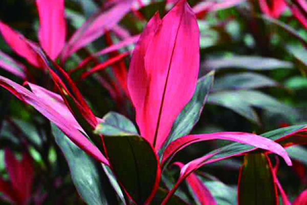 Red Leaf Banana