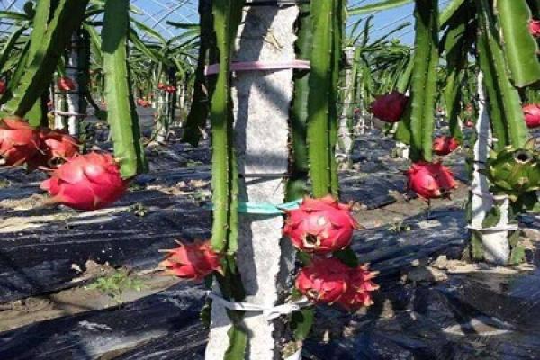 Pitaya