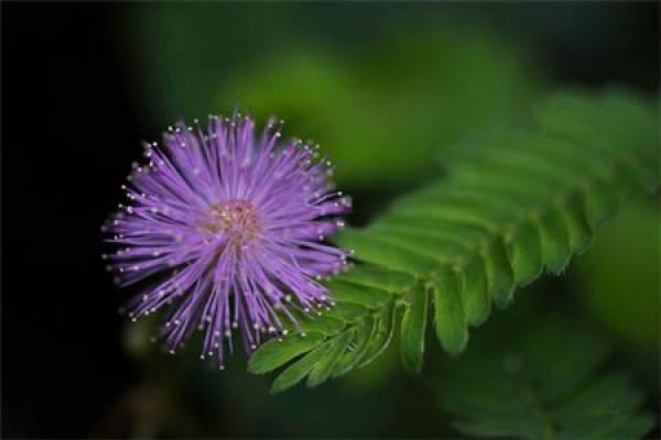 Acacia julibrissin