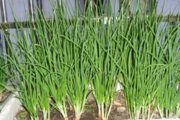 Scallion