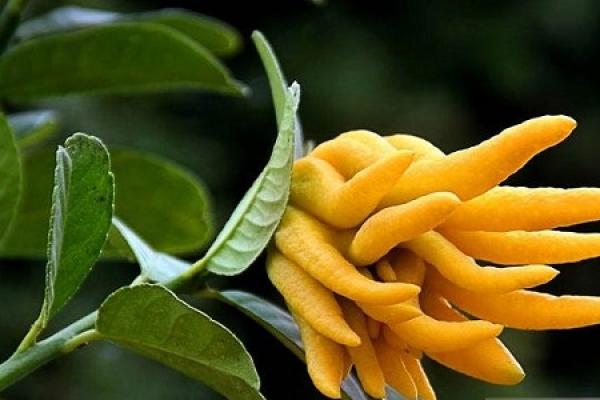 Bergamot