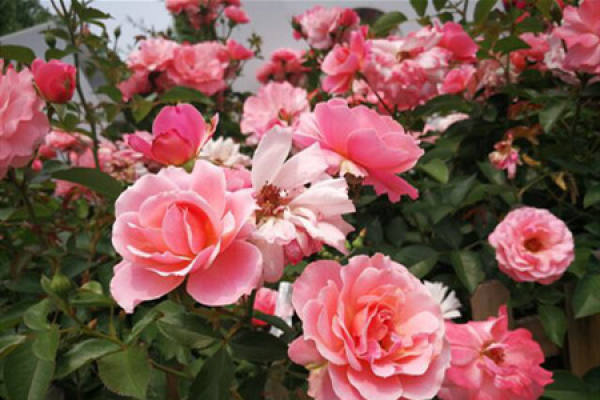 Chinese rose