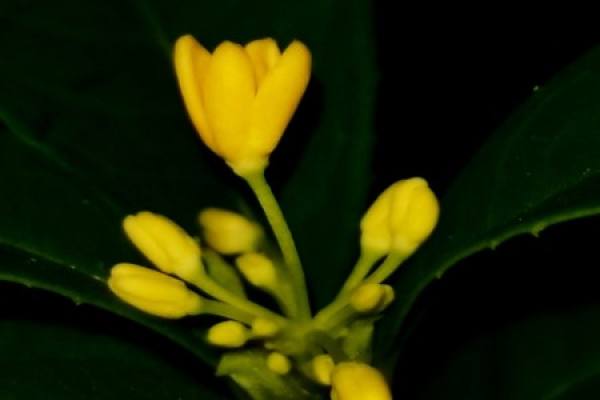 Osmanthus tree Osmanthus tree