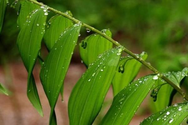 Polygonatum