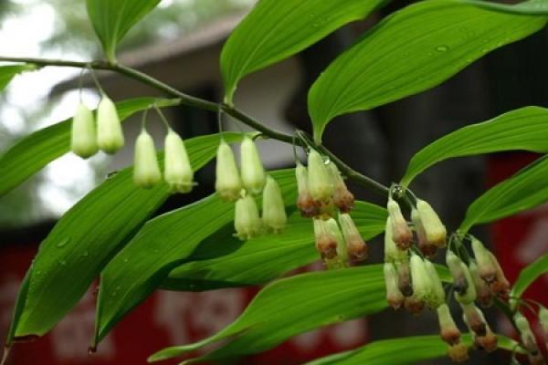 Polygonatum cyrtonema