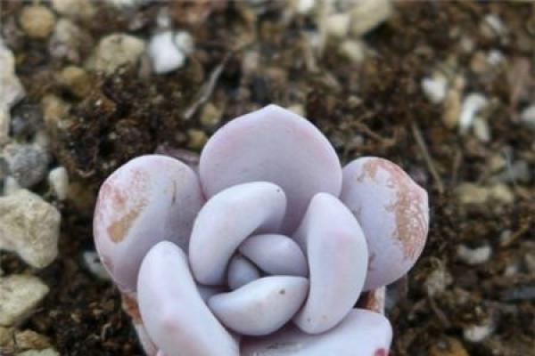 fleshy snow lotus