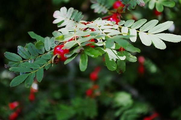 Emei rose