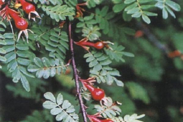 Rosa omeiensis